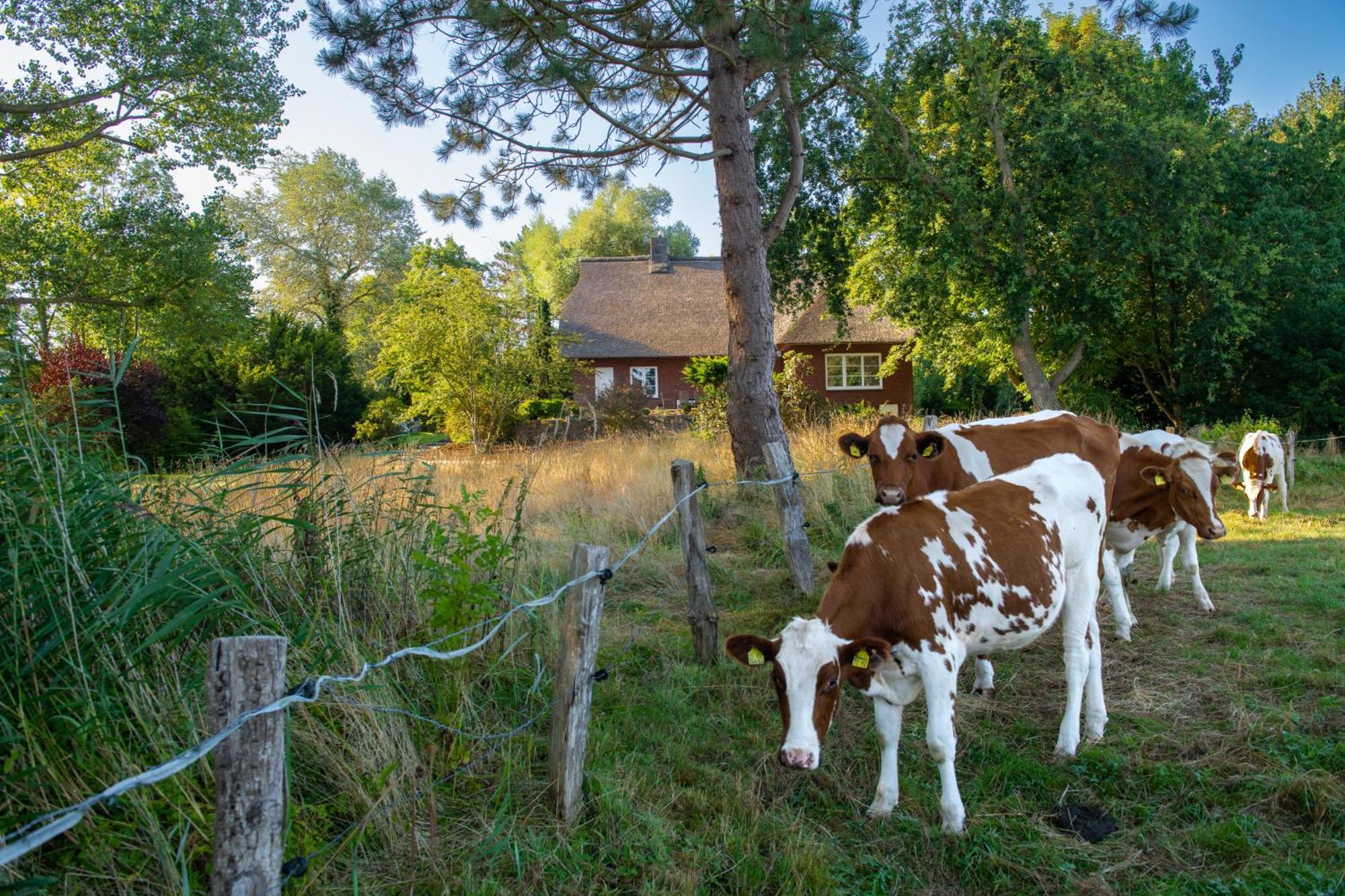 Villa Reetdachhaus Eiderblick Breiholz Esterno foto